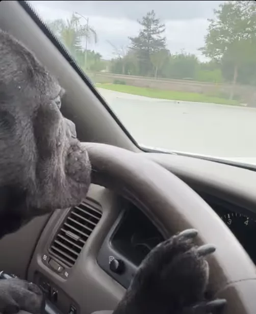 Frenchie working as a Neighborhood Watch !!!